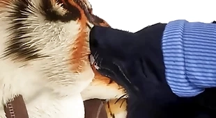 Wolf gives tiger an premature christmas existent - wildlife