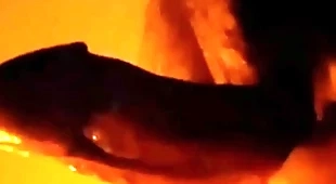Powerful cock affectionate hypnosis