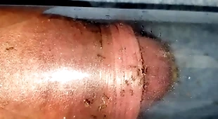 Ants bite cock